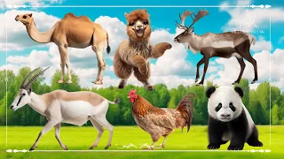 Cute Little Farm Animal Sounds: Camel, Alpaca, Reindeer, Antelope, Chicken & Panda - Animal Moments