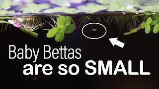 How to Raise TINY Baby Bettas