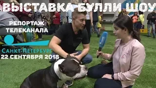 Выставка Американских Булли АBKC в Санкт-Петербурге 22.09.2018. Репортаж т/к  "Санкт-Петербург"