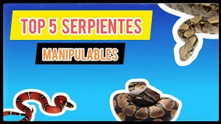 Top 5 mejores serpientes para manipular