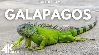 Animals in Galapagos Islands 4k Ultra Hd Wildlife