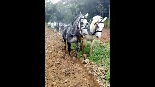 Show - Arado manual com cavalos.