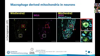 [Michielvan der Vlist] Macrophages transfer mitochondria to sensory neurons to resolve...
