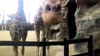 A day at Taronga Zoo through Google Glass