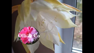 Эпифиллум угловатый (Epiphyllum Anguliger) , цветение, уход, укоренение 2019 год
