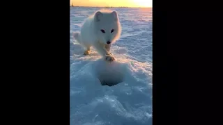 Arctic fox and fish