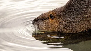 Beaver Science Documentary | David Attenborough