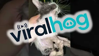 Kittens Delicately Rescued From Drain || ViralHog