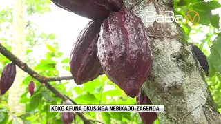 COCOA GROWING PART 2