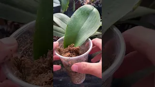 I try to propagate 1 orchid leaf with aloe vera #shorts