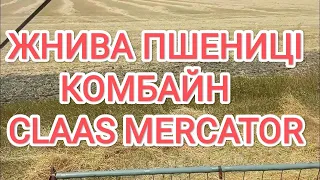 🛑Комбайн Клас меркатор‼️ claas Mercator жнива,  пшениця озима‼️ Обмолот озимої пшениці‼️