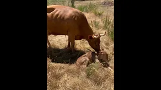 Heifer calf first attempts to stand up