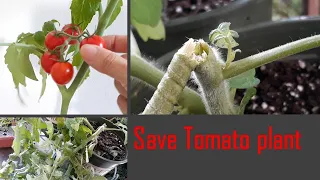 Saving the Broken TOMATO Branche::Easy Way to grow Broken Tomato plant::Harvest from rooting::