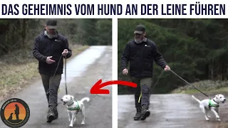 3 Gründe wieso es mit der Leinenführigkeit nicht klappt | Hundeschule U.B.