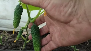 Cucumber, first fruits