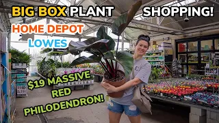$19 HUGE RED PHILODENDRON at Home Depot?! Big Box Plant Shopping & Plant Haul - Charlotte, NC