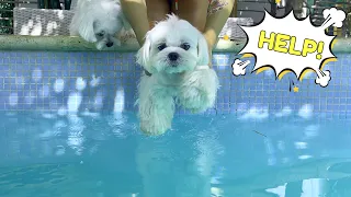 A Dog That HATES Water Finally Enjoys Swimming!