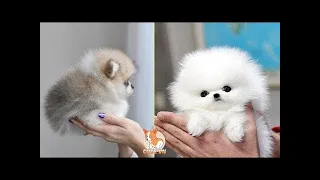 😍 Mini Pomeranian | #Funny and #Cute Pomeranian #Videos #6 | Animal Villa