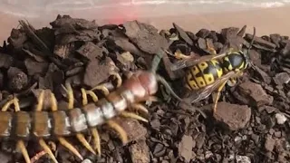 Desert centipede VS Wasp