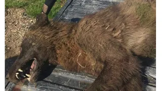 Mysterious wolf-like creature in northcentral Montana near Denton