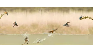 Dream Shots: Kingfisher