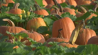 Pumpkin Patch providing normalcy amid COVID-19 pandemic