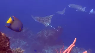 Spotted Eagle Rays in Cozumel