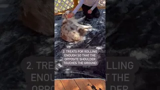 Dog Trick Tutorial: Roll Over