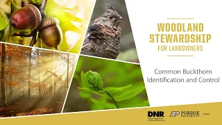 Woodland Stewardship for Landowners: Common Buckthorn (FNR 588 WV)