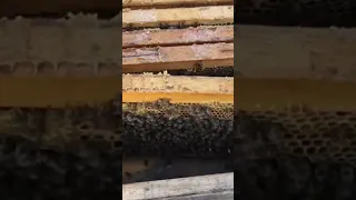 Огляд бджолиних сімей #длялюдей #bee #beekeeper #мед #beekeeping #пасіка #automobile