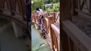 un homme sauve un chien d'un alligator😯😯🤯🤯