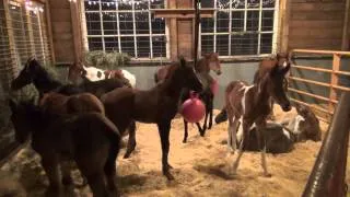 A visit to Last Chance Corral foal rescue
