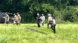 Body of missing woman found in jaws of alligator in Clear Lake bayou