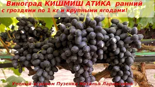 Виноград Кишмиш Атика  грозди в 1 кг и выше, рано набирает сахар, ранний, вкусный любимец участка!