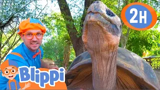 Blippi Visits a Zoo (Phoenix Zoo) | 2 HOURS OF BLIPPI | Animal Videos for Kids | Blippi Toys