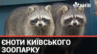 Єноти розповіли як їм живеться в Київському зоопарку