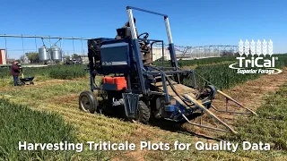 Triticale Research Plot Harvest in Vernon, TX - Part 2