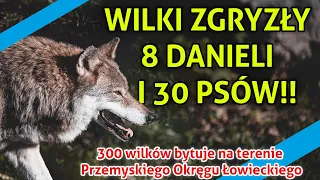 Wilki zagryzają psy w Jaksmanicach | Mieszkańcy czują się zagrożeni!