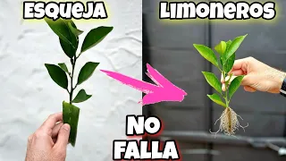 🍋 ENRAIZA MILES de Ramas de LIMÓN o Limoneros sin raíz con el Enraizante para plantas de Aloe Vera