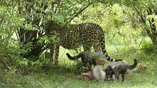 Cheetah with her five adorable cubs feasting.