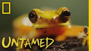 Frog Mating Season | Untamed