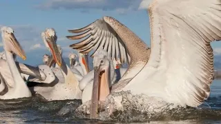 Pelicans devour cape gannet chicks