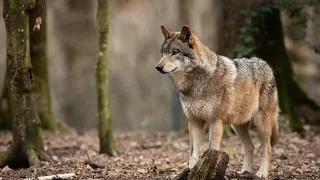 Outcry in Wyoming: Man's Cruelty to Wolf Sparks Statewide Concern