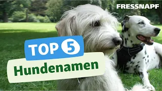 Top 5 Hundenamen: Die  beliebtesten Hundenamen