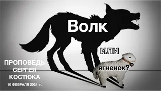 Волк или ягненок?