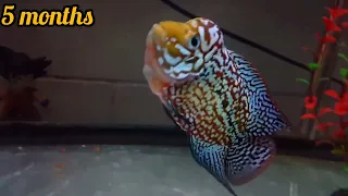 BROLY (FLOWERHORN KAMFA F2) -1 YEAR TIME LAPS EVOLUTION