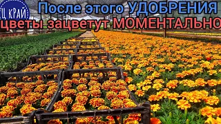 После этой подкормки Цветы Зацветут Моментально 💣💐💯 Большие, красивые, яркие цветы. ПРОВЕРЕНО 100%.