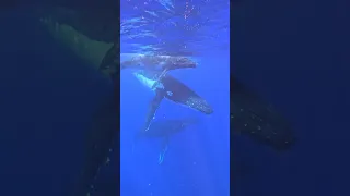 Meeting Whales for the first time Underwater! 😱🐳