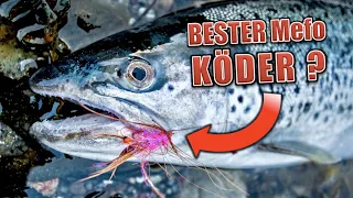 Fly fishing for sea trout in the Baltic Sea