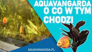 Aquavangarda - o co w tym chodzi?